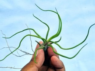 AIRPLANTS